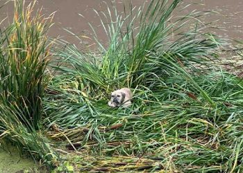 [화제] 폭우 속 생존 드라마 … 침수지역 고립 프렌치 불독 구조