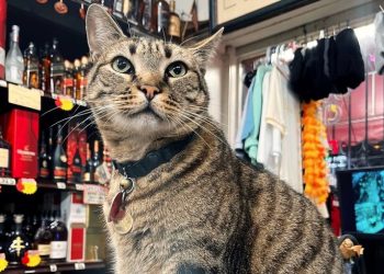 [화제] 샌프란, ‘웨이모’에 치여 숨진 고양이 추모 물결