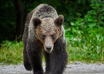 일본 이어 캐나다도 ‘곰 공포’…현장학습 중 아이들 덮쳐