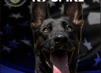 버뱅크 경찰견 5번 Fwy서 총격 사망… 용의자도 현장서 사살