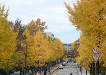 “은행 두주먹 먹고 죽을뻔”…성인 ‘하루 10알이상’ 위험