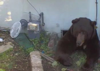 [화제] “우리 집 지하에 곰이 살고 있어요” … LA 주택가 비상