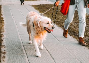 LA 산책 중 ‘악몽’ … 반려견, 길가서 마약 먹고 중독