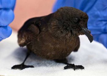 산타바바라 해안 대규모 기름띠 …100마리 바닷새 구조