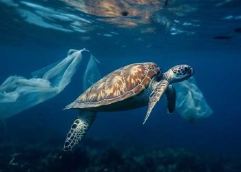 “7천 마리 부검했더니”… 해양생물 1,300종 위장서 플라스틱