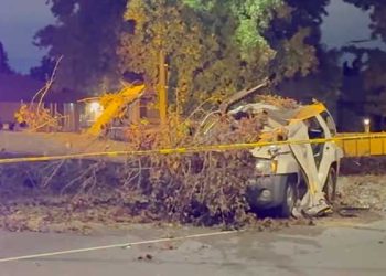 밸리서 거대 나무 차량 2대 덮쳐 … SUV  운전자 사망