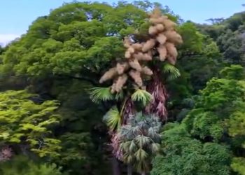 생애 처음이자 마지막 꽃 피운 탈리포트 야자수