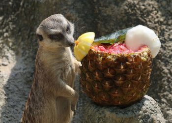 인간의 1대1 짝짓기 비율은 미어캣 수준