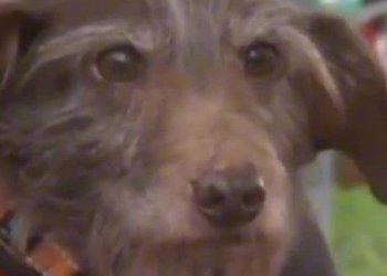 [화제]캘리포니아서 사라진 ‘쵸코’, 5년 만에 디트로이트서 발견