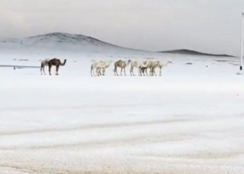 사우디 사막, 한겨울 설원으로 변신(영상)