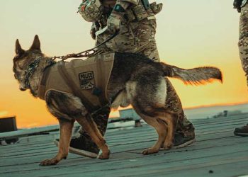 LA 카운티 셰리프, K-9용 새 방탄 장비 도입