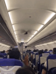 기내서 ‘푸드덕’ 소리…비둘기 난입 아수라장(영상)