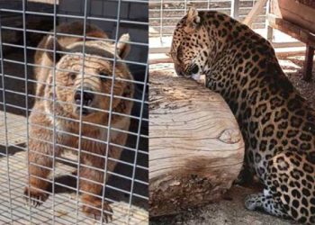 사자·표범·곰 무허가 사육 적발 … 동물 모두 압수