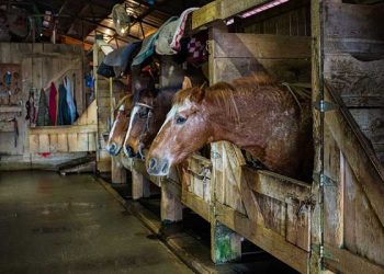 리버사이드 말 목장서 영화 같은 사건… 8만달러 짜리 말 어디로?