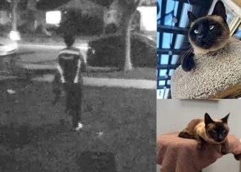 아마존 배송기사 고양이 납치 사건 … LA 반려묘 실종사건 논란