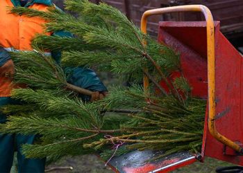 크리스마스 끝, 트리는 어디로? … 재활용 수거서비스 시작