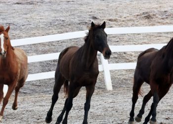 2026년은 왜 ‘붉은 말의 해’로 불릴까
