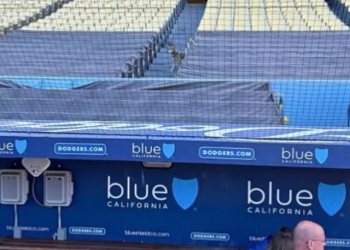 다저스타디움 관중석에 코요테 출현