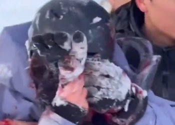 인생샷이 뭐라고…희귀 눈표범에 다가갔다 중상