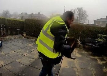 “고양이 들고 사라졌다”…아마존 배송기사에 영국 발칵