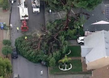 샌퍼난도 밸리 주택가서 거대한 나무 도로 덮쳐…전선 위험, 교통 차단