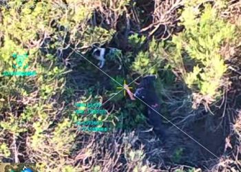 강풍에 날아간 반려견, 열화상 드론으로 찾아