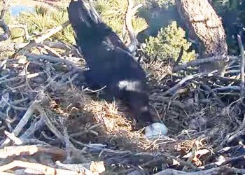 빅베어 흰머리수리 둥지에 포식자 침입… 비극적 장면 생중계 포착