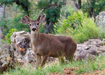 카탈리나섬 사슴 2,000마리 제거 계획 논란
