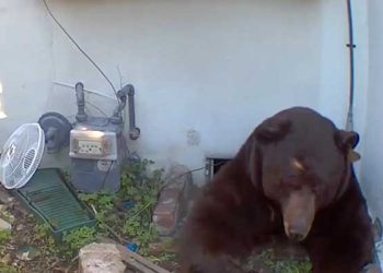 LA 주택가 지하에 살던 흑곰, 한 달 만에 겨우 쫓아내