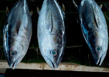 도쿄 도요스 첫 경매서 참다랑어 5억1천만 엔에 낙찰, 역대 최고가