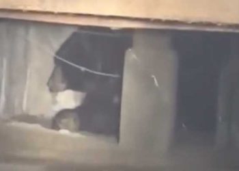 또 다시 지하실 들어온 곰, 어떻게 하나 … 주민들 고심