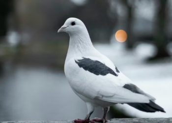 금은방 덮친 비둘기, 160만원 목걸이 물고 달아나
