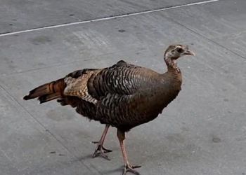 [화제] 맨해튼 빌딩 숲의 ‘귀빈’…야생 칠면조 ‘아스토리아’