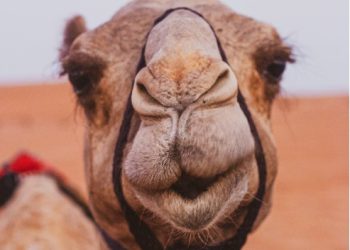 “상 받으려 낙타에 보톡스 시술”…’아름다운 낙타 대회’