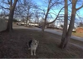 “아이 찾아와” 농담에 … 실종 아동 구해낸 ‘천재견’