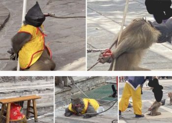 원숭이 검은 천 씌우고 무릎 꿇린 공연..학대 논란