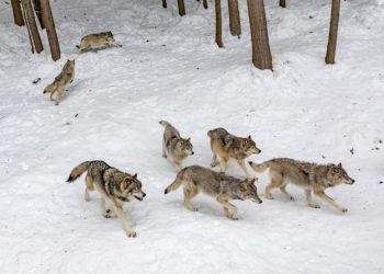“가라, 아들아”…인간이 키운 늑대, 야생 우두머리로 성장