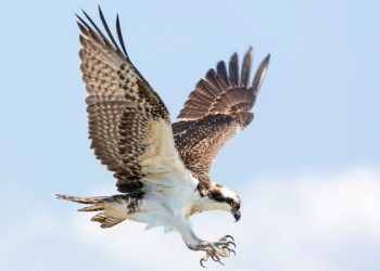 폭포 촬영하던 드론, 매 공격에 추락