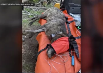 “100년 만의 귀환”… LA에 회색 늑대 나타났다