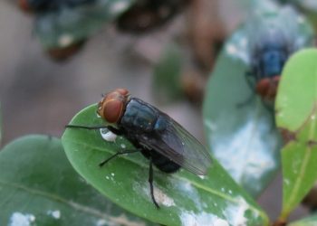 눈·코·배꼽 파고드는 ‘살 파먹는 기생충’ 미 유입 … ‘재난사태’ 선포