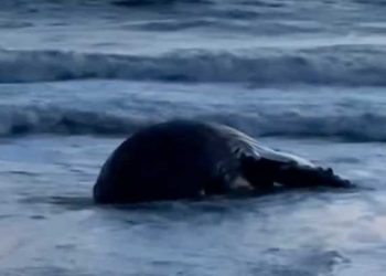 뉴포트 비치 해안에 30피트 대형 고래 사체 발견