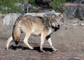 100년 만에 LA 나타난 회색 늑대, 북가주 플루머스 카운티 출신