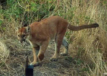 글렌데일서 산사자에 반려견 물려가… “눈앞에서 벌어져” 충격