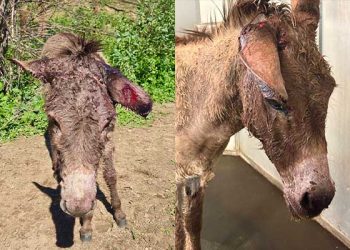 리버사이드서 당나귀들 잇따라 부상 … “진상 규명해야”