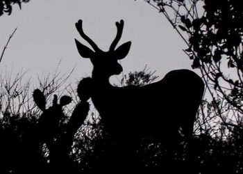 카탈리나 아일랜드 외래사슴 2,000여 마리 제거 승인