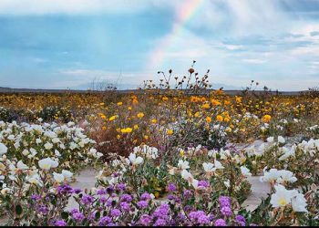 남가주 사막에 보라빛 물결…폭우 뒤 슈퍼 블룸 장관
