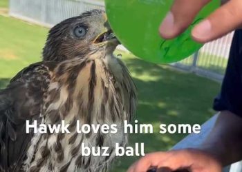 매에 술 먹인 LA 남성 …징역 45일형