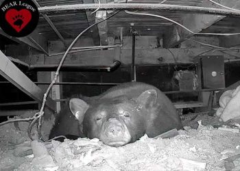 레이크 타호 오두막 아래서 새끼 세쌍둥이 낳은 어미 곰 포착