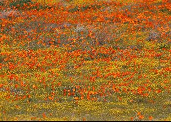 [화제] 폭우가 일찍 깨운 남가주 사막 … 파피꽃 타오른다