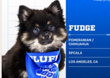 퍼피볼 스타 포메라니안, 애너하임에서 새 가족 만나